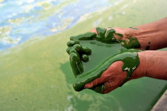 algae-pollution-lake-china_9602_600x450