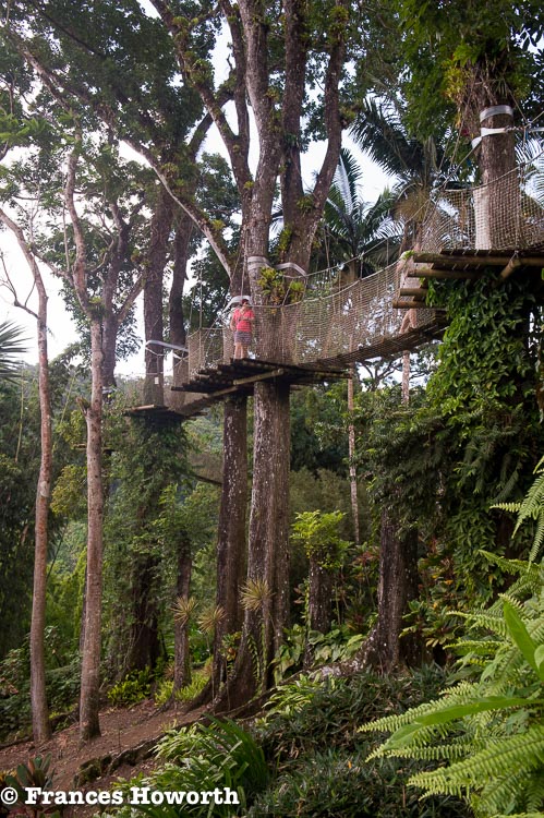 On the treetop trail in the Jardin de Balata in Martinique