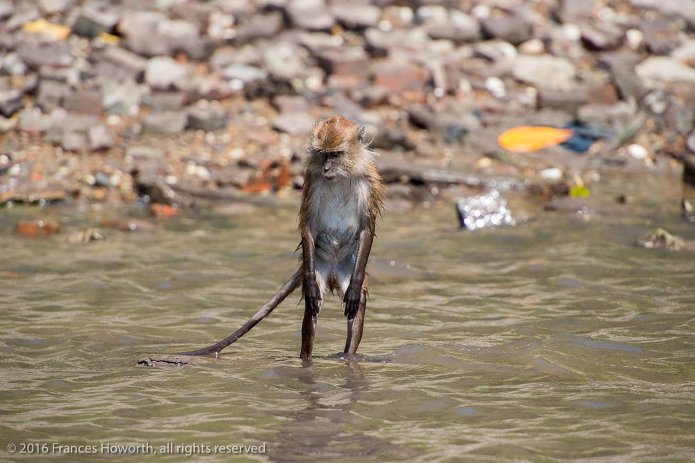 Long-tailed or Crab-eating Macaque monkey in the UNESCO Geopark