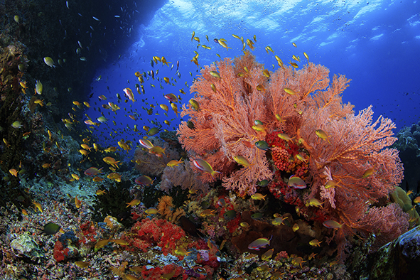 Research Allows Resuscitation of Dead corals - The Howorths