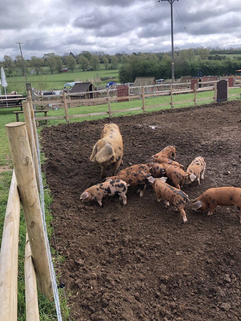 Oxford and Sandy Black piglets at The Pig Place