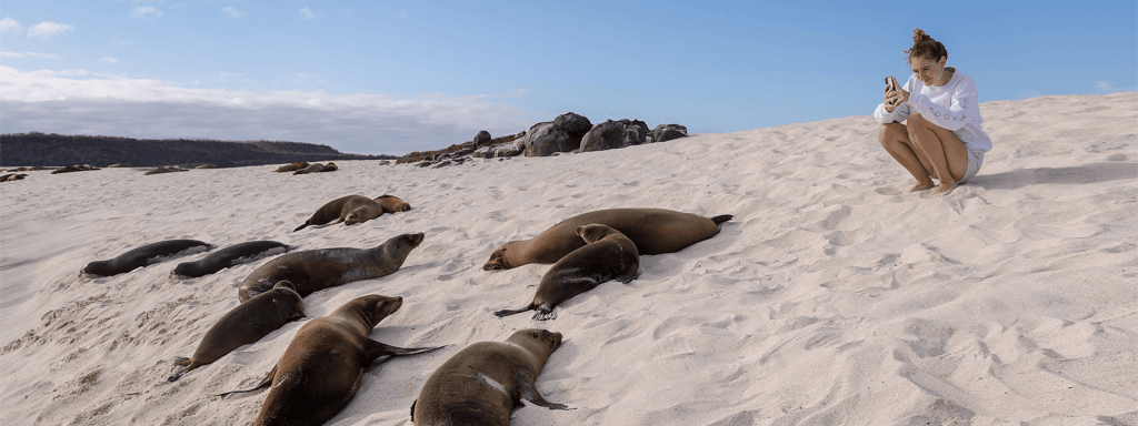 Galapagos island seals