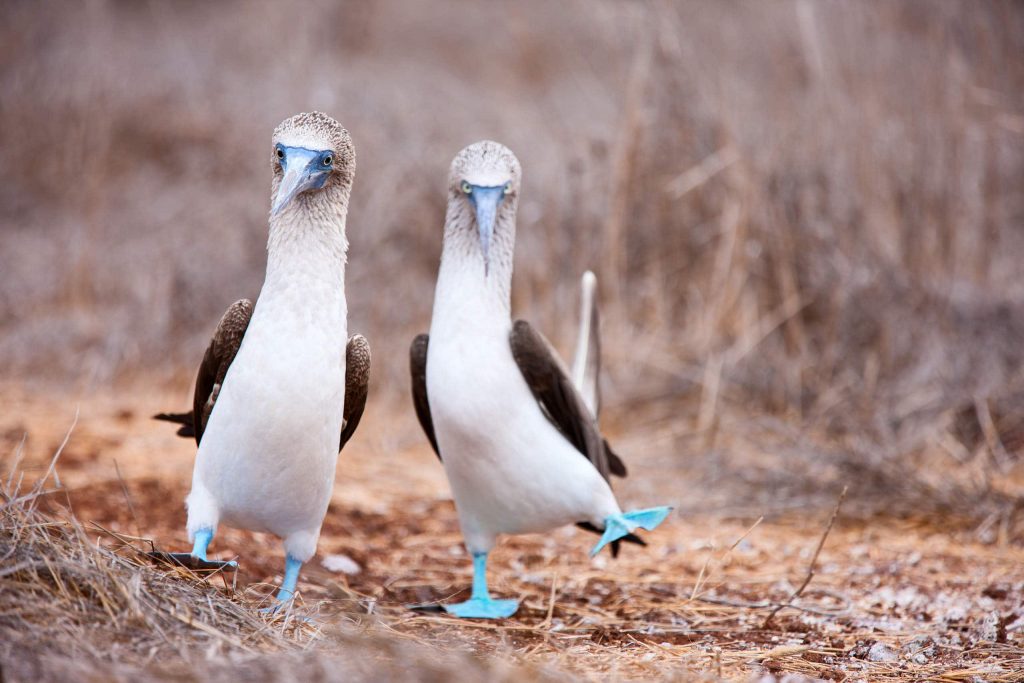Blue footed bobby on the Galápagos Islands