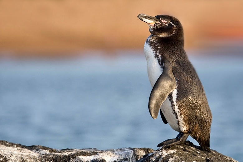 Galapagos island penguin